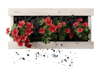 This cut out shows a long rectangular cedar raised garden bed filled with soil and red flowers. The background is transparent, highlighting the garden bed design