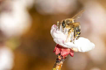 Nektarliebe an der Apfelbl&uuml;te