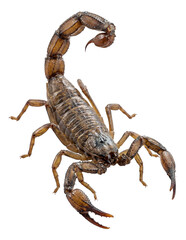 Whip scorpion featuring a long, whip-like tail and segmented body.