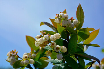 kwitnąca borówka wysoka na tle nieba, kwitnaca borówka amerynkańska, (Vaccinium corymbosum), flowers blue huckleberry, tall huckleberry, swamp huckleberry, high blueberry, swamp blueberry © kateej