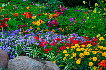 kolorowe kwiaty w ogrodzie, czerwone, zółte i fioletowe kwiaty, petunia, pelargonia, aksamitka, dalia, Pelargonium, Dahlia, Petunia, Tagetes,  colorful flowers in the garden © kateej