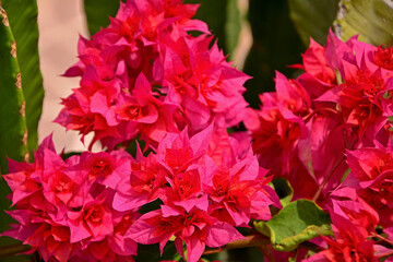 kwitnąca bugenwilla, kącicierń, bugenwilla w doniczce, Bougainvillea, kwitnace pnącze, ciernisty krzew,