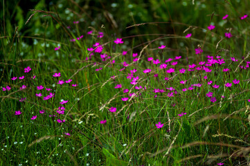 Kompozycja roślinna łąka r&oacute;żowe kwiaty trawy	
