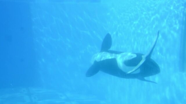 Orca swimming in aquarium.