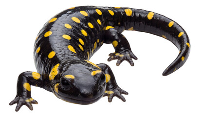 Glossy black salamander featuring symmetrical yellow spot patterns.