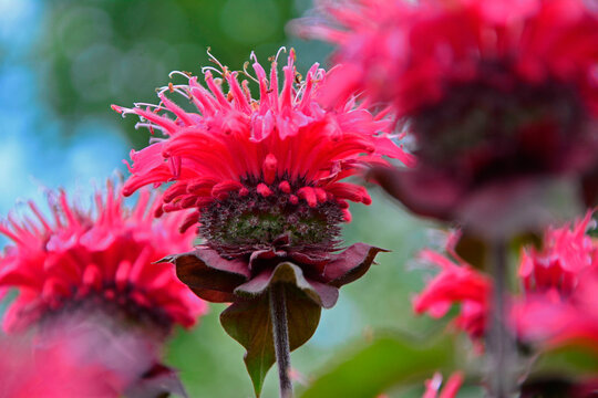 Pysznogł&oacute;wka krwista, dwoista, Monarda didyma, horsemint, bergamot, scarlet beebalm, scarlet monarda, Red flowers of monarda in the garden