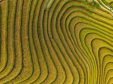 Aerial view of golden terraced rice fields cascade down the hillsides like steps to the sky, a symphony of agriculture, Yen Bai, Yen B&aacute;i, Vietnam.