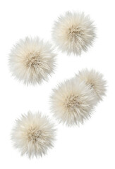 Obraz premium Fluffy white seed heads of Eriophorum angustifolium.