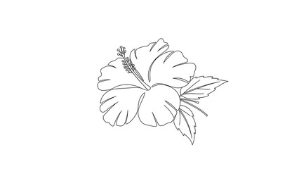 Fototapeta premium Simple line art drawing of a hibiscus flower and leaves