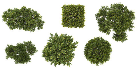 set of Juniperus tree on transparent background from the top view