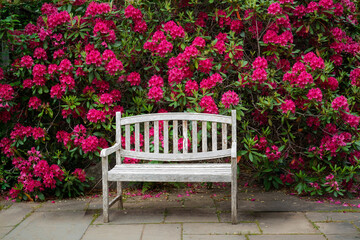 Classic wooden bench in front of a wall of  red rhododendron flowers.