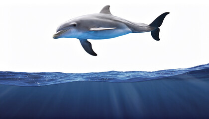 Obraz premium Playful Dolphin Leaping Above Ocean Surface