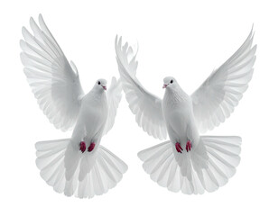 Obraz premium Two white birds with widespread wings, front view, isolated, with transparency