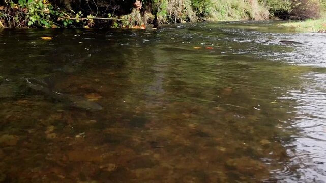 Slow Motion of Chinook Salmon (Oncorhynchus tshawytscha) Fall migraion up Lake Creek. Western Oregon.