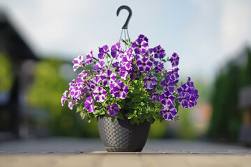 Beautiful blooming Petunia "Cascadias Purple Gem" with purple and white flower buds growing in a grey hanging flower pot with a hook placed on tiles in summer