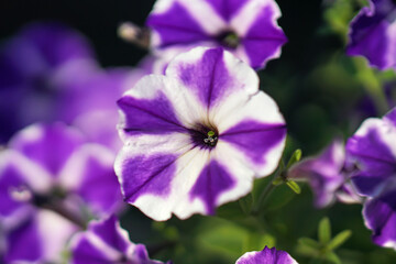 The flower heads of a blooming Petunia "Cascadias Purple Gem" with purple and white patterns growing outdoors in summer
