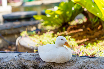 cute white duck preening feathers by the pond