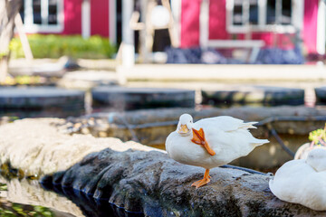 cute white duck preening feathers by the pond