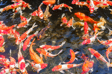 colorful koi fish feeding together in pond