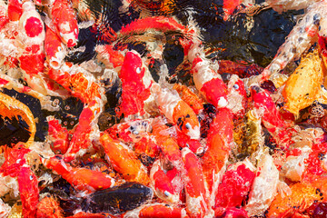 colorful koi fish feeding together in pond