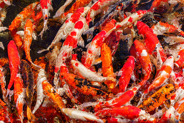 colorful koi fish feeding together in pond