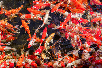 colorful koi fish feeding together in pond