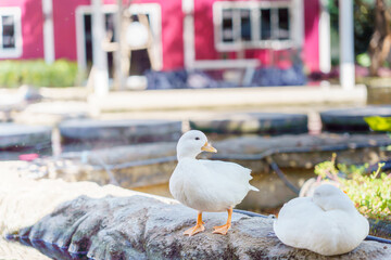cute white duck preening feathers by the pond