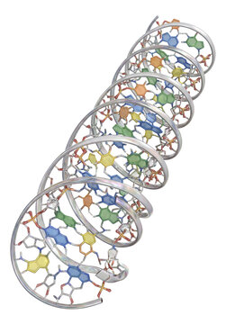 Compact, rod-shaped secondary structure of viroid RNA strand.