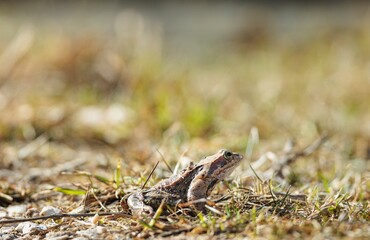 Naklejka premium A small frog rests comfortably on a grassy area, soaking up the sun during a warm afternoon. Surrounding it are gentle blades of grass and twinkling sunlight