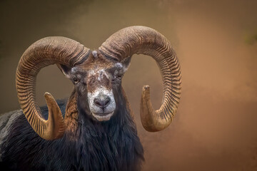 Mouflon ram portrait with large curved horns in soft lighting with copy space