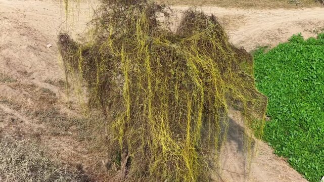 Aerial drone view of Cassytha filiformis entwined on a dried-up tree, parasitic vine covering bare branches in an arid landscape, captured in smooth cinematic drone footage during daytime, ideal for b