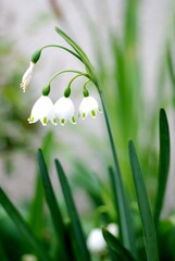 スノーフレーク