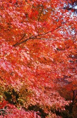 紅葉
