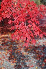 紅葉