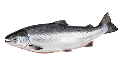 Obraz premium Detailed image of a salmon isolated on transparent background