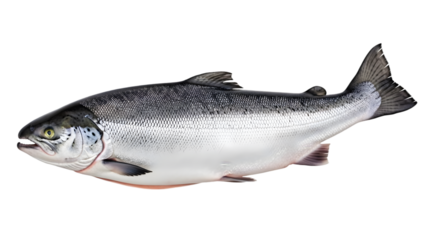 Detailed image of a salmon isolated on transparent background