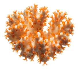 Bowl-shaped coral with vibrant orange polyps.