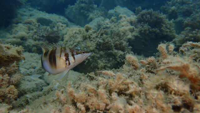 Painted comber (Serranus scriba) undersea, Ligurian Sea, Italy, Imperia