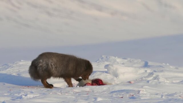 Wolverine devouring its prey