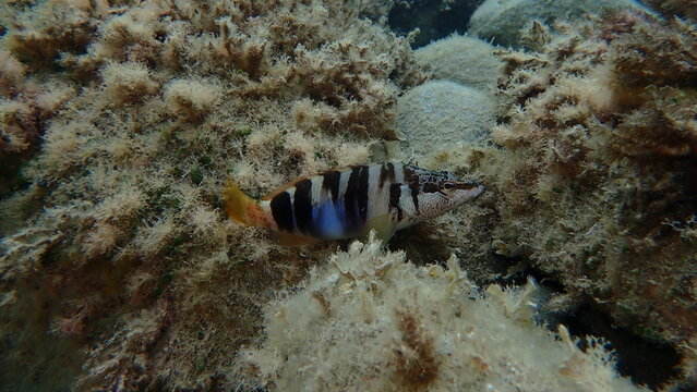 Painted comber (Serranus scriba) undersea, Ligurian Sea, Italy, Imperia