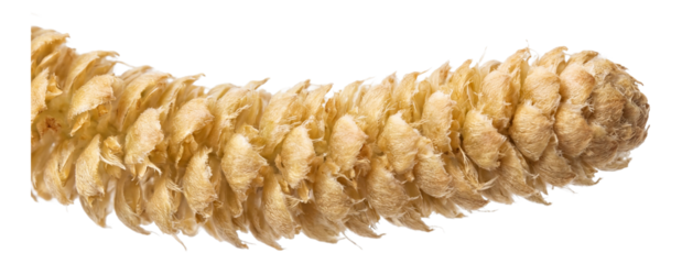 Loose cylindrical catkin in yellowish-brown hues.