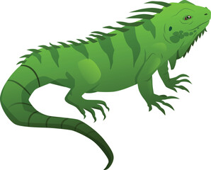Green iguana, exotic animal, terrarium pet, isolated background.