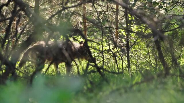 Wolf walking among tree branches, slow motion