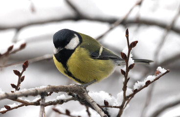 great tit in winter
