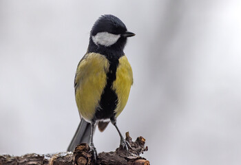 great tit on a branch © Alexandr Vlassyuk