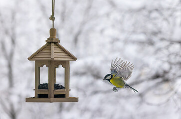 great tit on a feeder