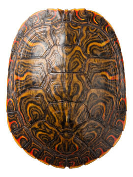 Colorful turtle shell featuring unique red and yellow edge patterns.