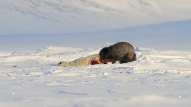 Wolverine devouring its prey on the snow