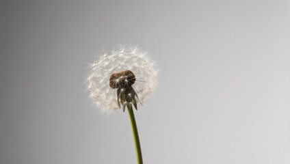 Fototapeta premium Delicate Dandelion Seed Head Against a Soft Gray Background.