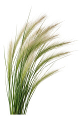 Fototapeta premium Feather grass clump with slender green blades and long, silky seed heads.